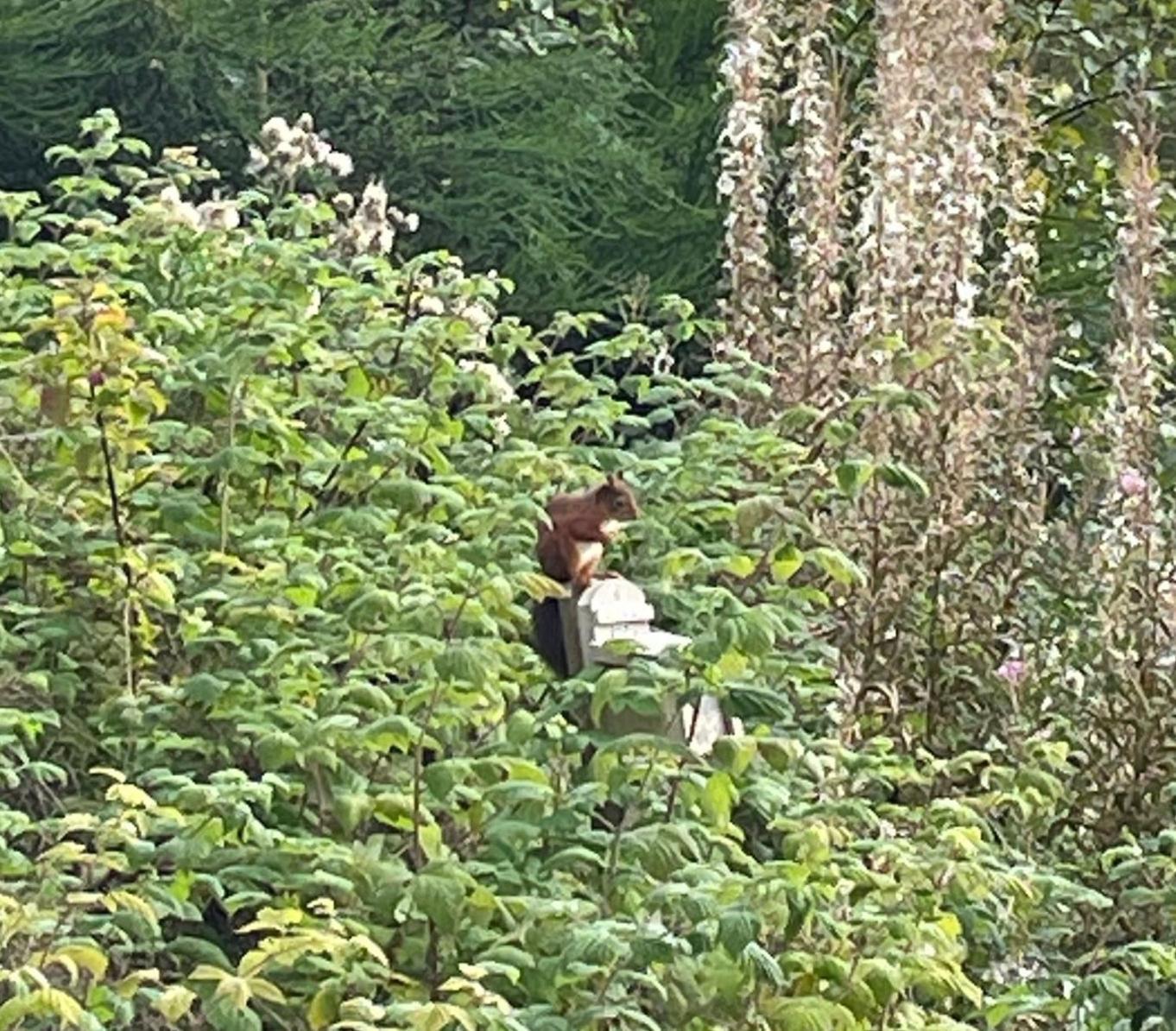 Red Squirrel Pod With Hot Tub Βίλα Oban Εξωτερικό φωτογραφία